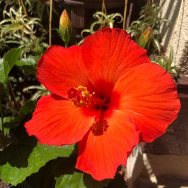 Hibiscus Fiori Grande