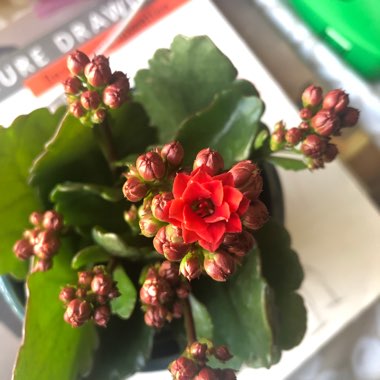 Kalanchoe blossfeldiana 'Red'