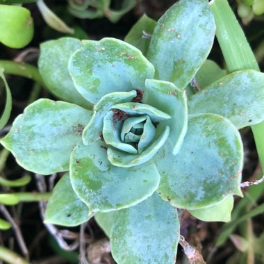 Echeveria Blue Prince