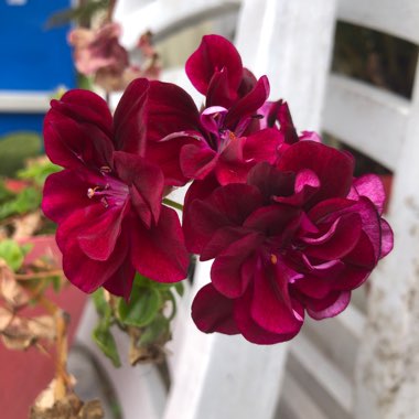 Pelargonium 'Barbe Bleu'