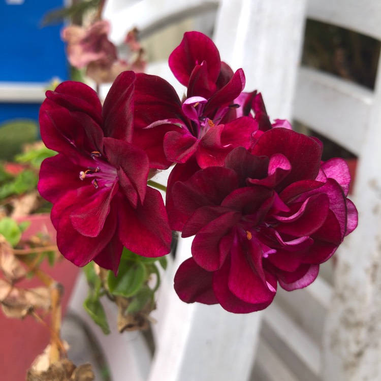 plant image 1071088