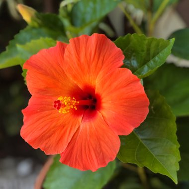 Hibiscus Fiori Grande