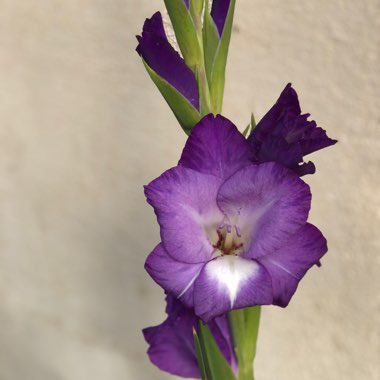 Gladiolus 'Nori'
