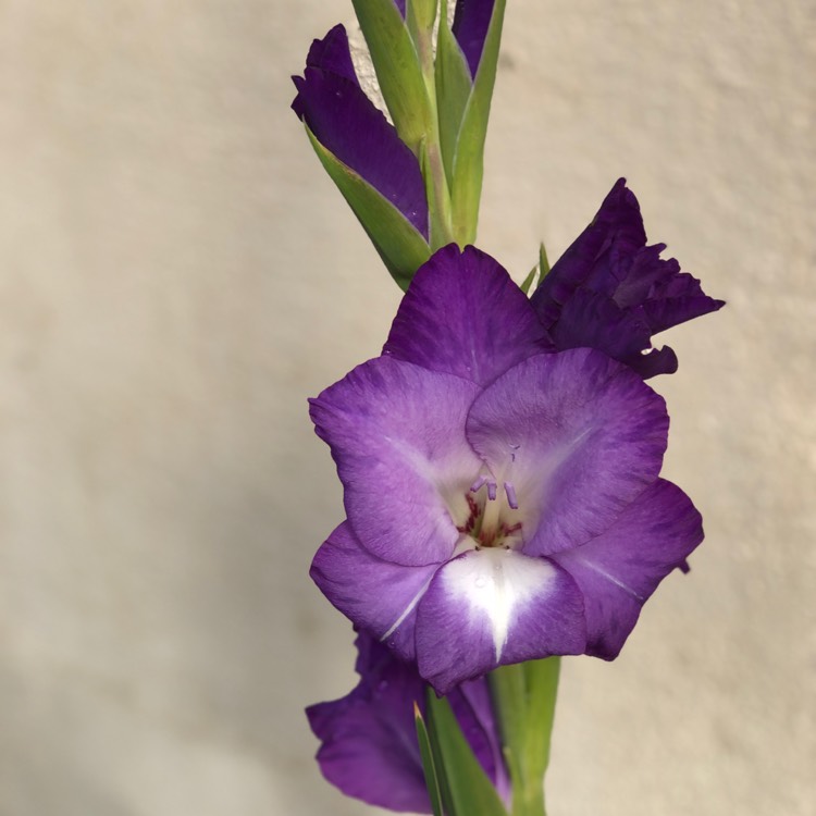 plant image 1089251
