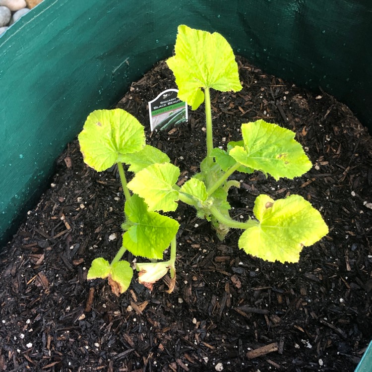 plant image 1090854