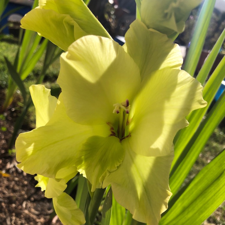 Plant image Gladiolus 'Green Star'