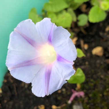 Ipomoea purpurea