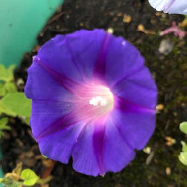 Ipomoea purpurea 'Grandpa Ott'