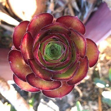 Aeonium Arboreum Atropurpureum