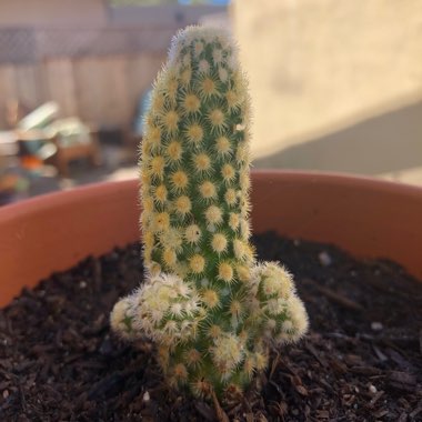 Mammillaria elongata
