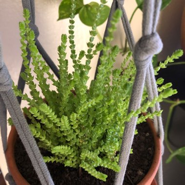 Crassula muscosa