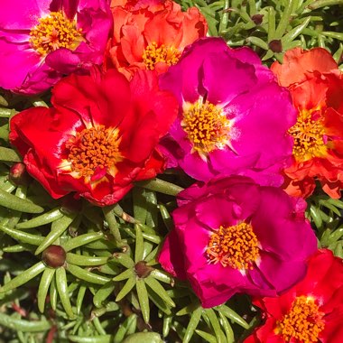 Portulaca grandiflora 'Everbloom' (Mix)