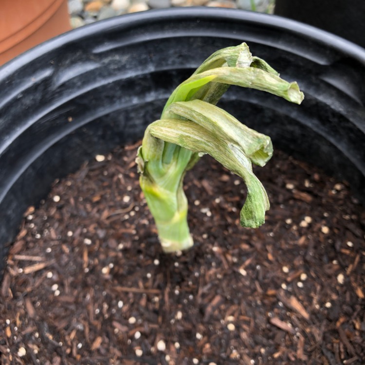 plant image 1129336