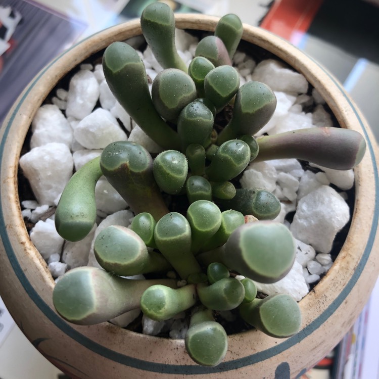 Plant image Fenestraria aurantiaca