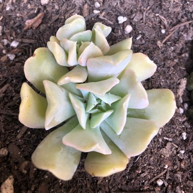 Echeveria Exotic