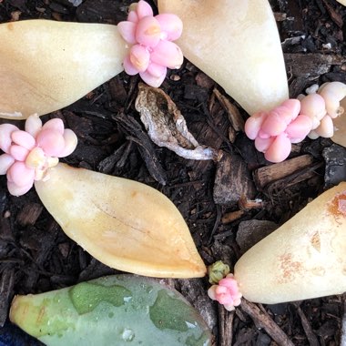 Graptopetalum Amethystinum