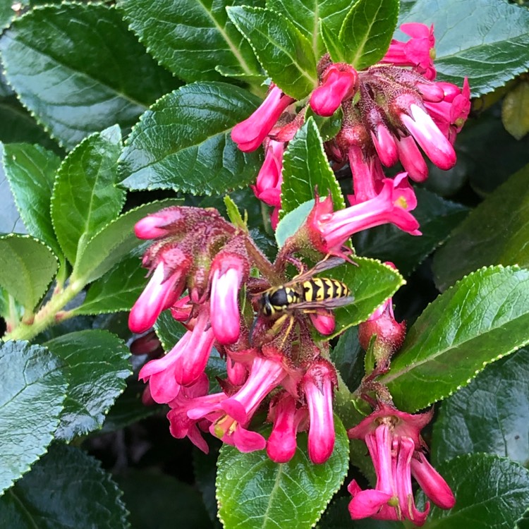 plant image 1137291