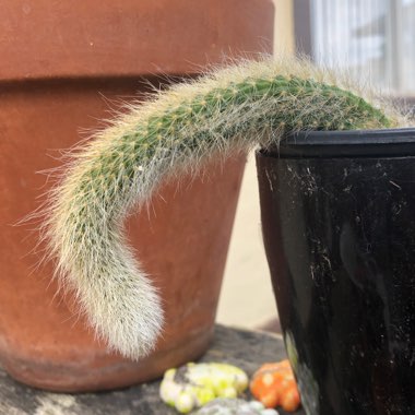 Cleistocactus winteri subs. colademononis