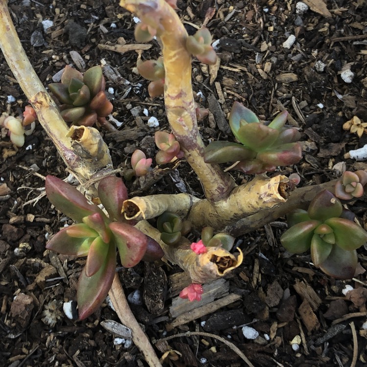 plant image 1142440