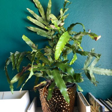 Phlebodium aureum