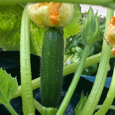 Cucurbita Pepo var. Cylindrica 'Black Beauty'