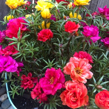 Portulaca grandiflora 'Everbloom' (Mix)
