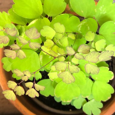 Adiantum capillus-veneris