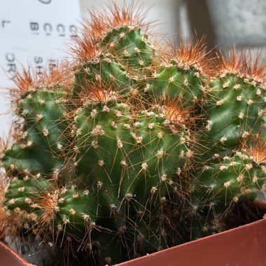 Cereus peruvianus monstrosus minima