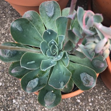 Echeveria Raindrops