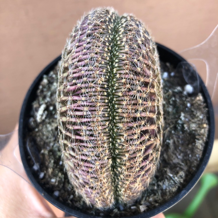 plant image 1159616