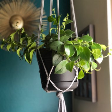 Aeschynanthus 'Mona Lisa'