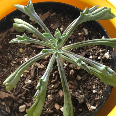 Senecio kleiniiformis