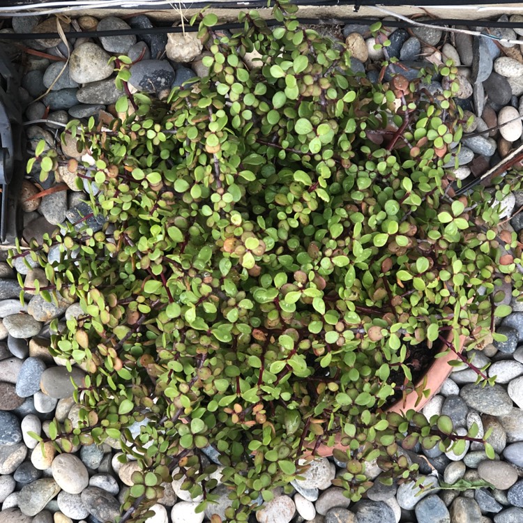 plant image 1162675
