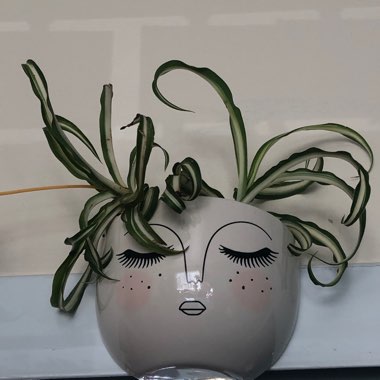 Chlorophytum comosum 'Bonnie'