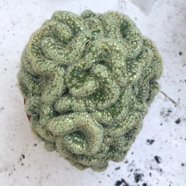 Mammillaria elongata 'Cristata'