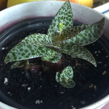 Ledebouria socialis syn. Scilla violaceum