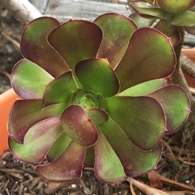 Aeonium Arboreum Velour