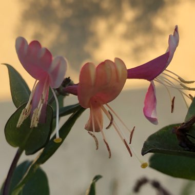 Lonicera x heckrottii 'Gold Flame'