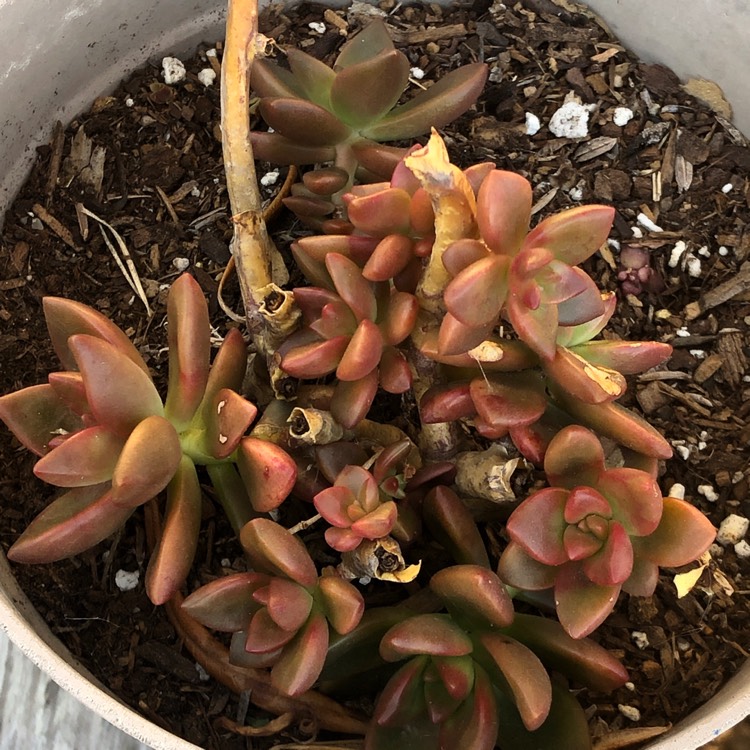 plant image 1184090
