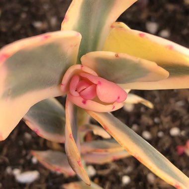 Kalanchoe fedtschenkoi 'Variegata'
