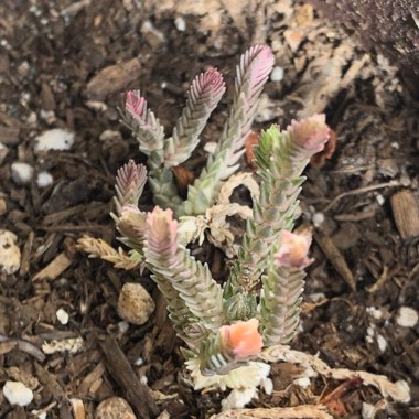 Crassula muscosa var. variegata