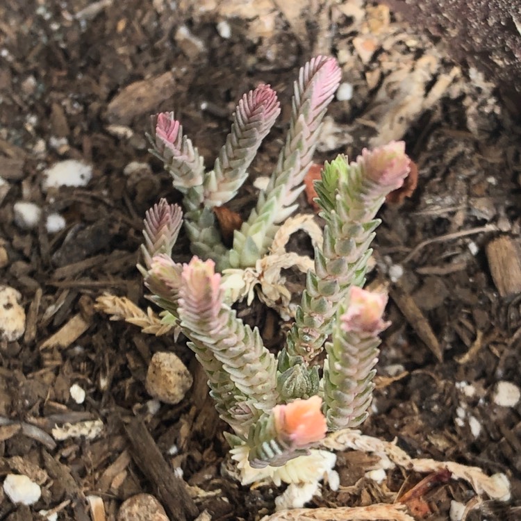 Plant image Crassula muscosa var. variegata