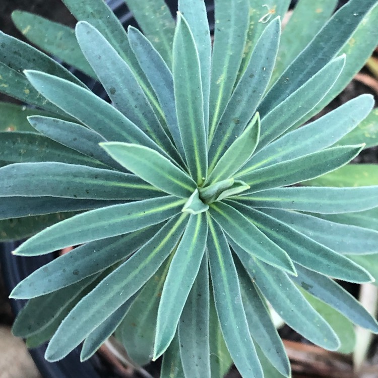 plant image 1202866