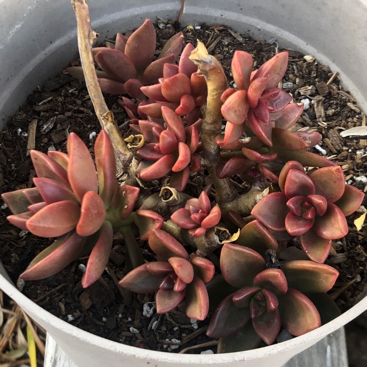 plant image 1202868