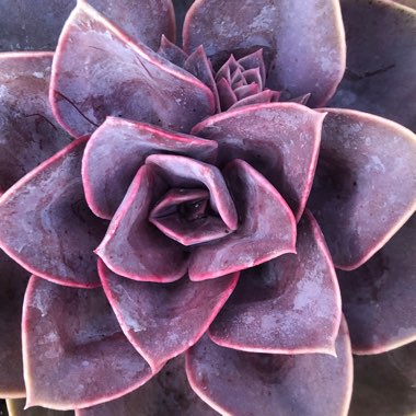 Echeveria Perle Von Nurnberg