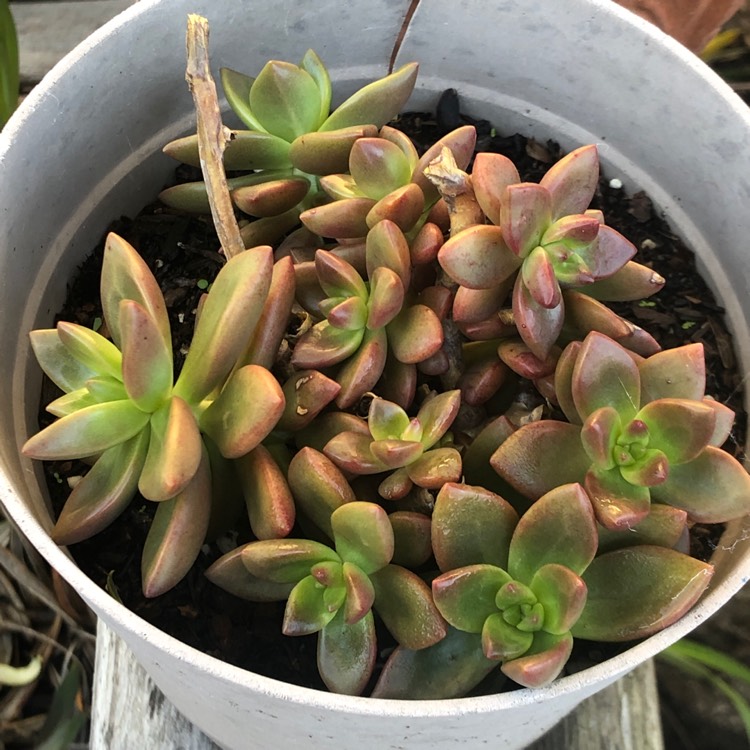 plant image 1210103