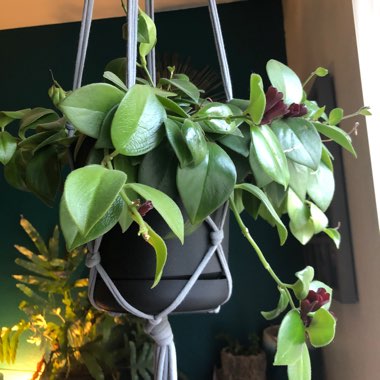 Aeschynanthus 'Mona Lisa'