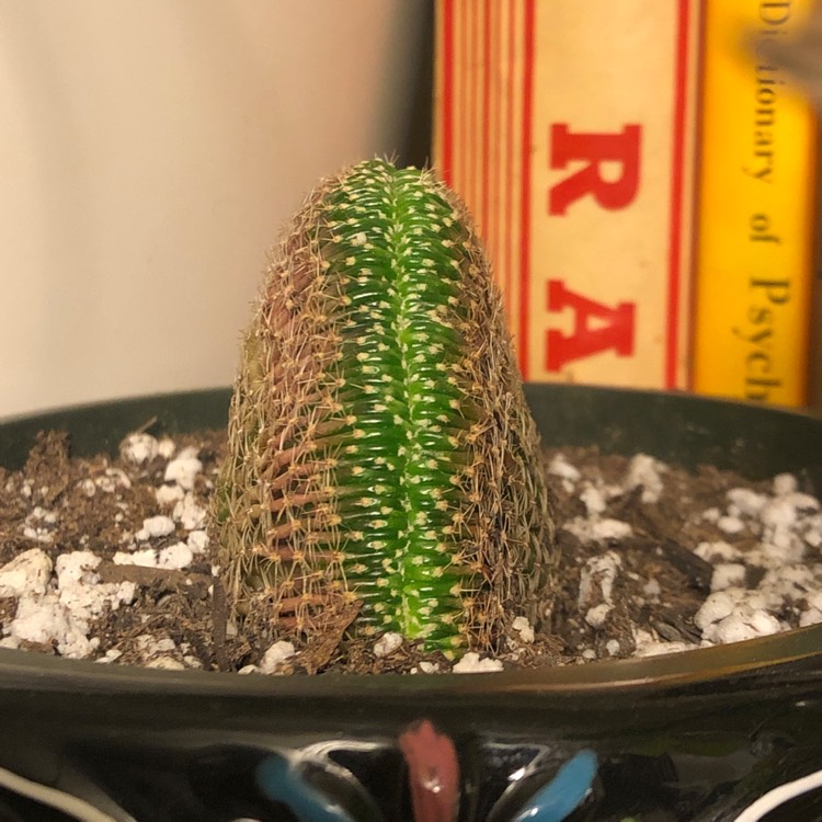 plant image 1211000