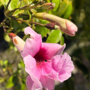 Pandorea jasminoides 'Rosea'