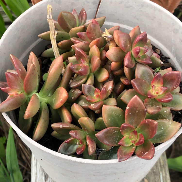plant image 1221457